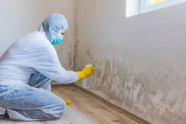 Licensed Mold Testing service in Jackson, MI - WQB Mold Removal
