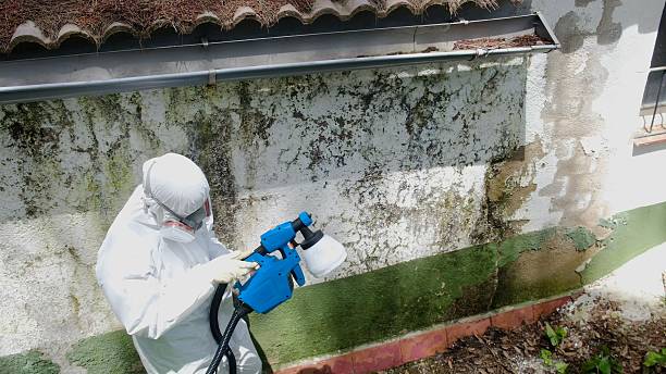 Top rated local Mold Testing specialists in Jackson, MI